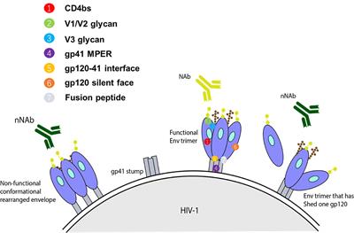 Frontiers | Employing Broadly Neutralizing Antibodies As A Human ...